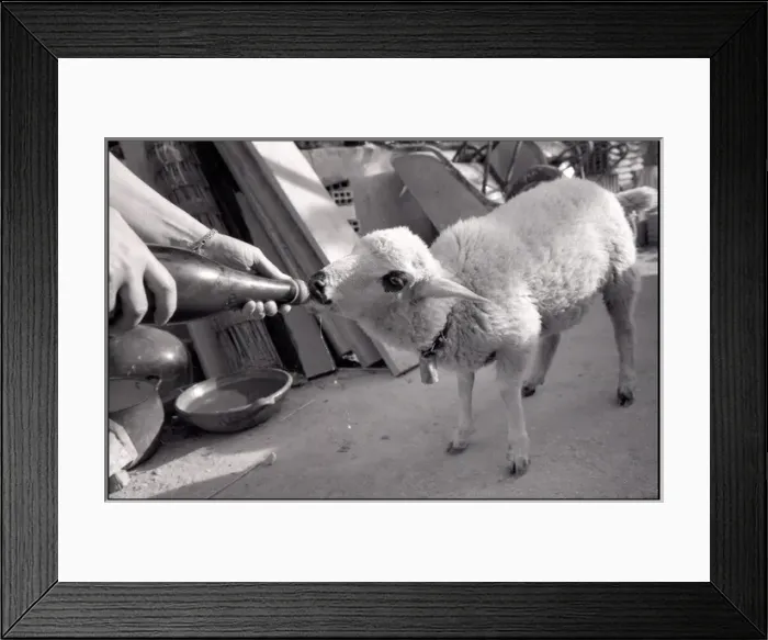 Framed Print : Sheep being bottle fed Framed Print : Sheep being bottle fed