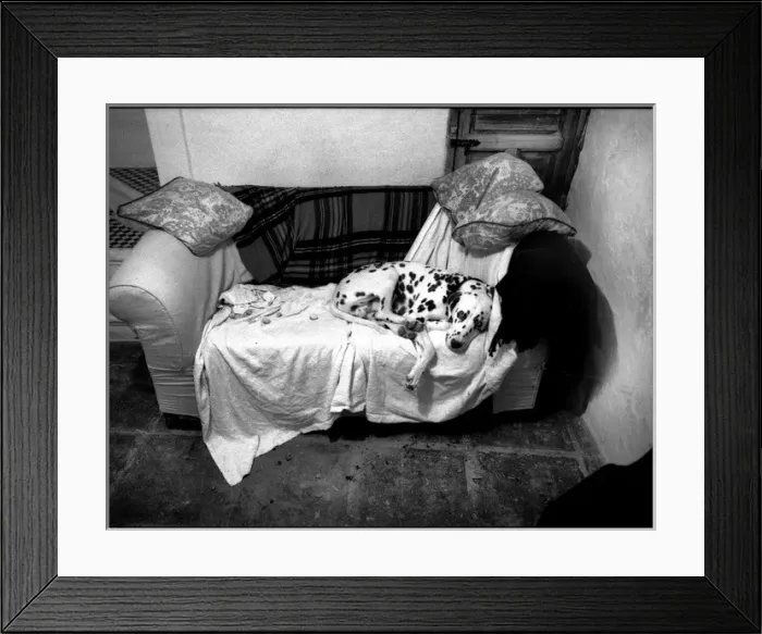 Framed Print : Dalmation on sofa Framed Print : Dalmation on sofa