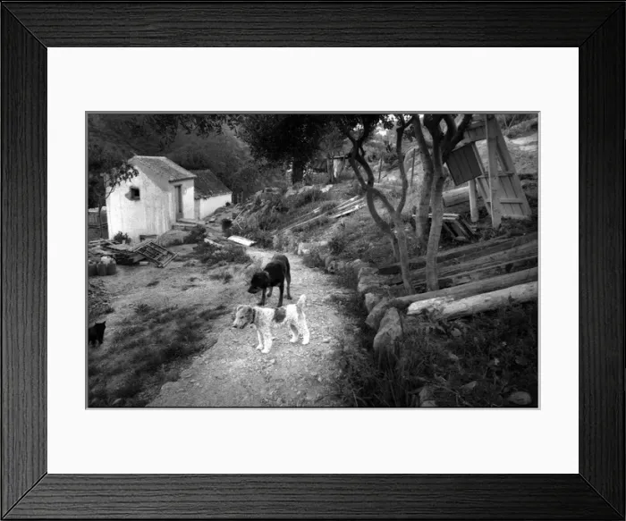 Framed Print : Two dogs in a Spanish farmyard Framed Print : Two dogs in a Spanish farmyard