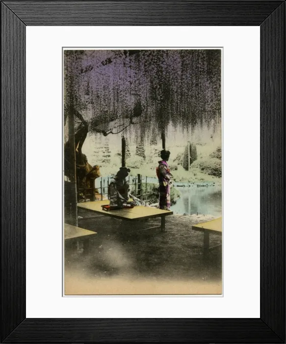 Framed Print : Two Japanese Geisha girls beneath the Wisteria - Japan Framed Print : Two Japanese Geisha girls beneath the Wisteria - Japan