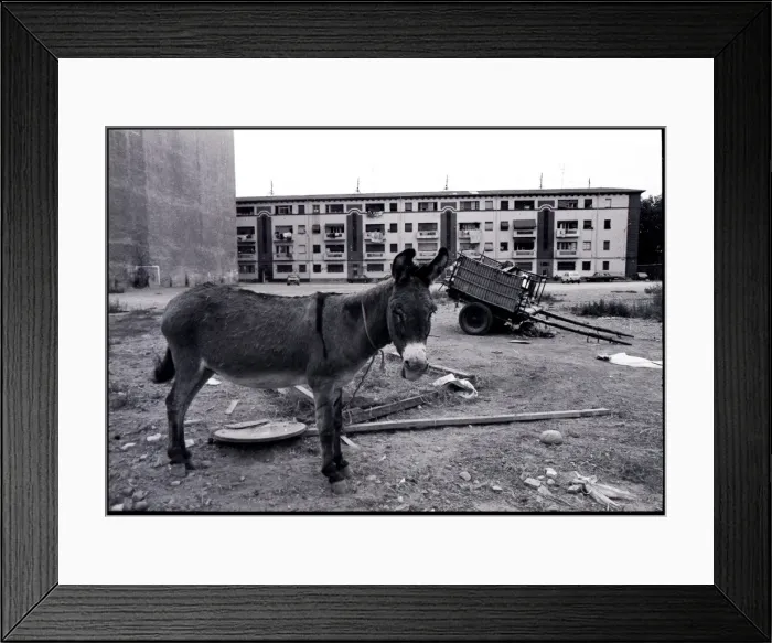 Framed Print : Tethered donkey on waste ground, Valencia, Spain Framed Print : Tethered donkey on waste ground, Valencia, Spain