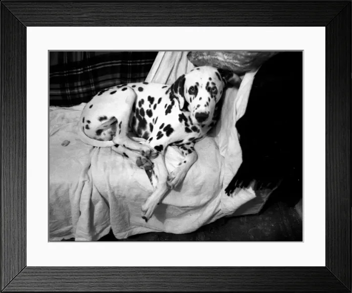 Framed Print : Alternative Dalmation on sofa Framed Print : Alternative Dalmation on sofa