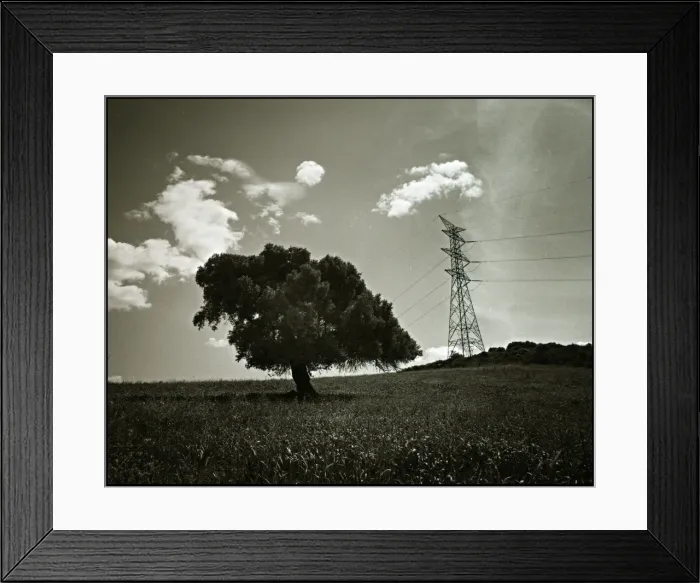 Framed Print : Alternative tree and pylon landscape, Spain Framed Print : Alternative tree and pylon landscape, Spain