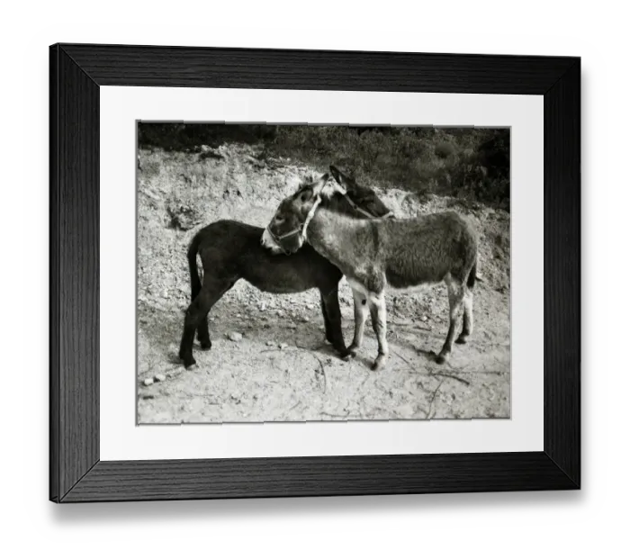 Framed Print : Donkeys, Spain Framed Print : Donkeys, Spain