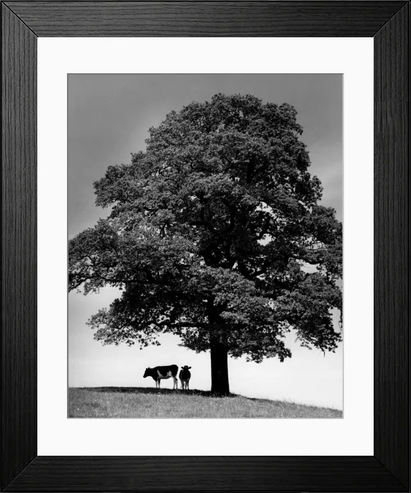 Framed Print : Cows shading from the sunshine near Chigwell, Esses Framed Print : Cows shading from the sunshine near Chigwell, Esses