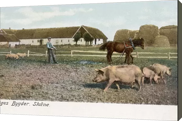 View of a pig farm in Skane County, Sweden