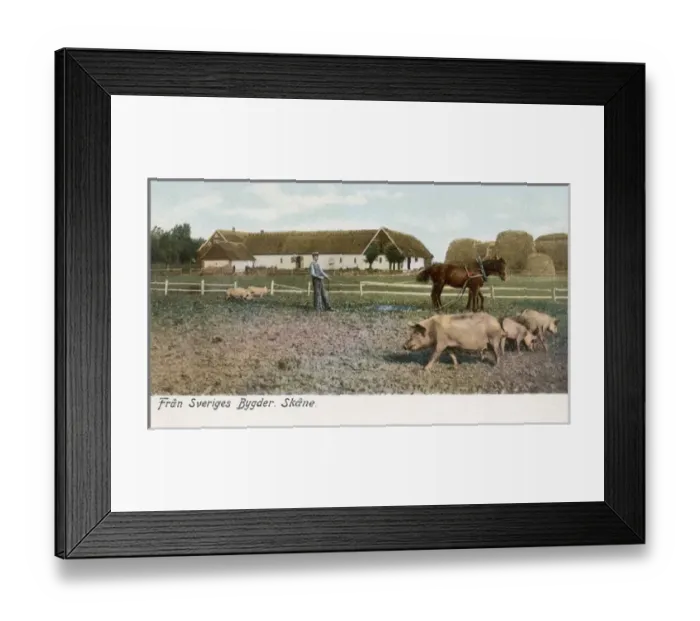 Framed Print : View of a pig farm in Skane County, Sweden Framed Print : View of a pig farm in Skane County, Sweden