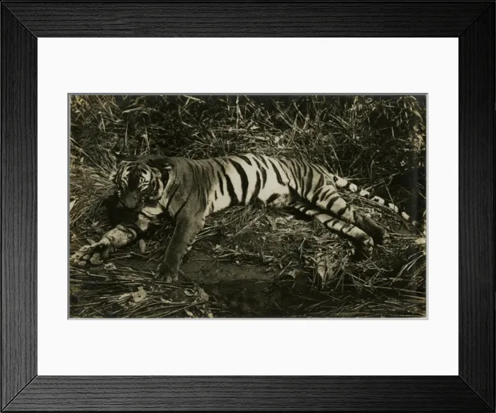 Framed Print : Tiger - Singapore, Malaysia Framed Print : Tiger - Singapore, Malaysia