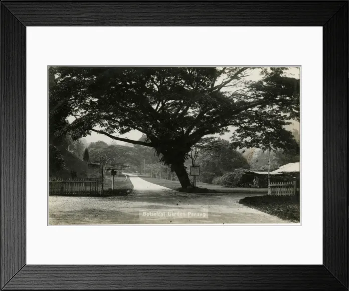 Framed Print : Malaysia - The Botanical Gardens at Penang - Raintree Framed Print : Malaysia - The Botanical Gardens at Penang - Raintree
