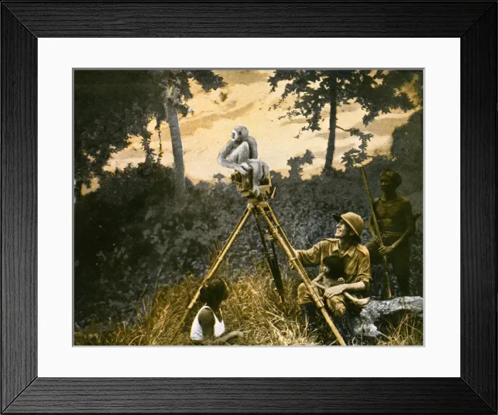 Framed Print : A monkey perches on a film-makers camera Framed Print : A monkey perches on a film-makers camera
