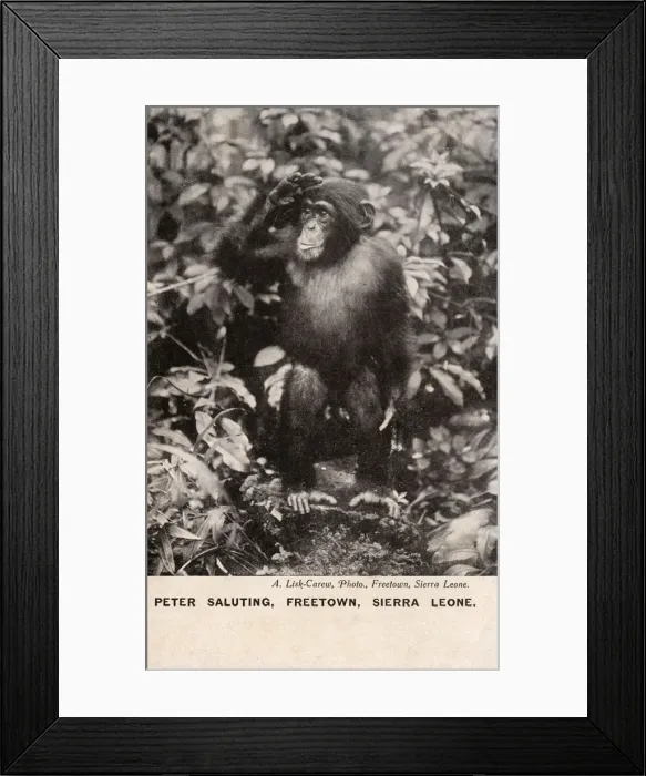 Framed Print : Chimpanzee, Freetown, Sierra Leone, West Africa Framed Print : Chimpanzee, Freetown, Sierra Leone, West Africa