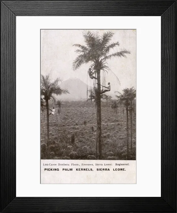 Framed Print : Picking palm kernels, Sierra Leone, West Africa Framed Print : Picking palm kernels, Sierra Leone, West Africa