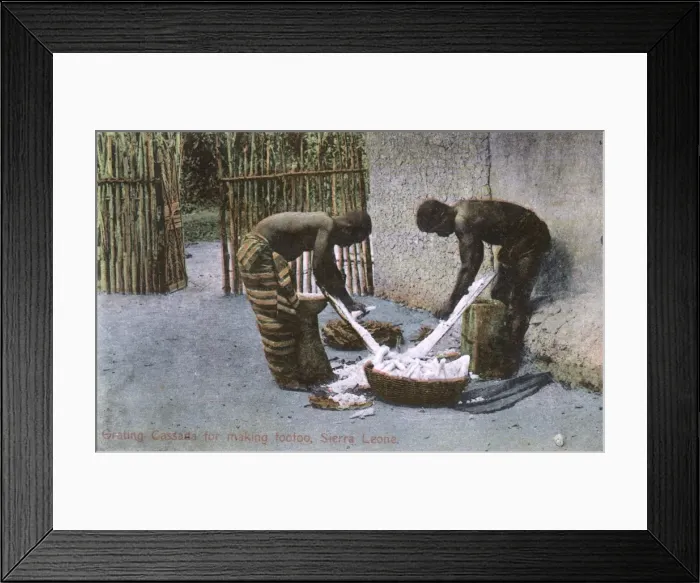Framed Print : Grating cassava roots, Sierra Leone, West Africa Framed Print : Grating cassava roots, Sierra Leone, West Africa