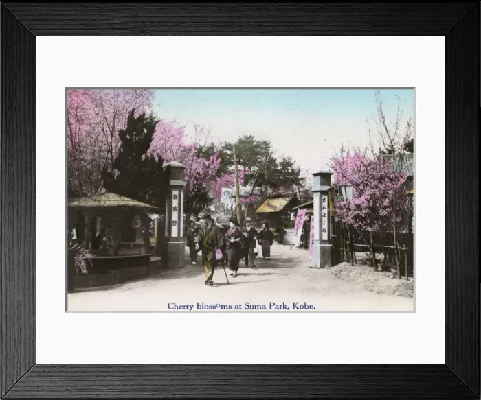 Framed Print : Cherry Blossom at Suma Rikyu Park, Kobe, Japan Framed Print : Cherry Blossom at Suma Rikyu Park, Kobe, Japan