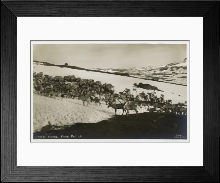 Framed Print : Reindeer Herd, Finse, Hordaland County, Norway Framed Print : Reindeer Herd, Finse, Hordaland County, Norway