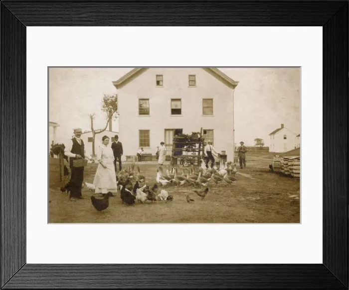 Framed Print : Farmyard with chickens and geese, New York State, USA Framed Print : Farmyard with chickens and geese, New York State, USA
