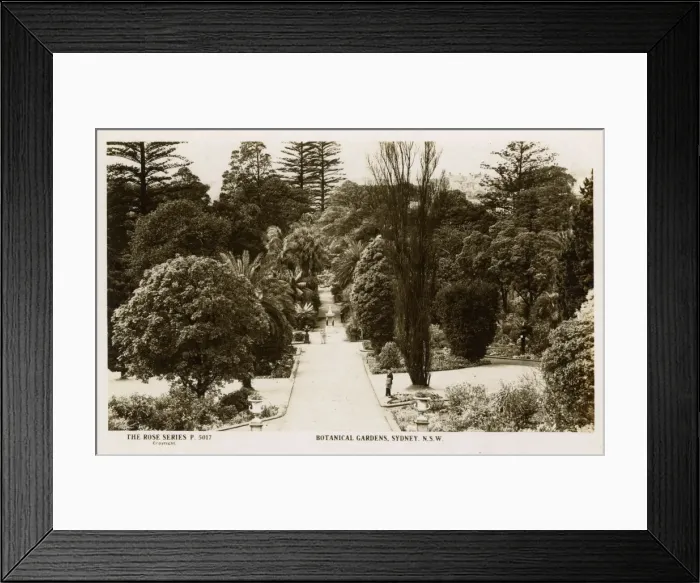 Framed Print : Botanical Gardens, Sydney, New South Wales, Australia Framed Print : Botanical Gardens, Sydney, New South Wales, Australia