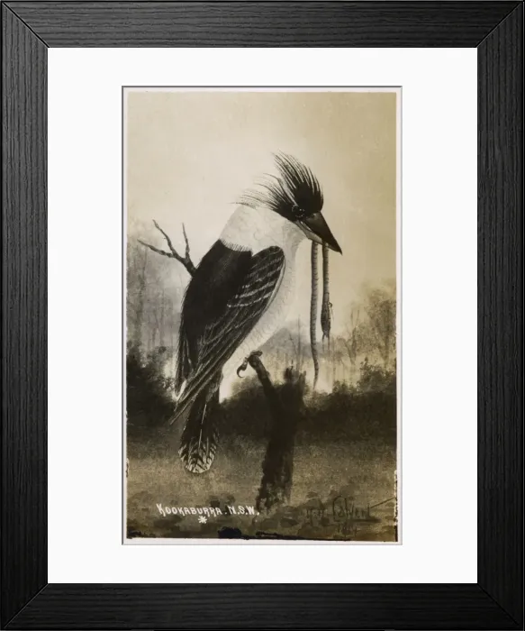 Framed Print : A Kookaburra (having recently caught a snake), Australia Framed Print : A Kookaburra (having recently caught a snake), Australia