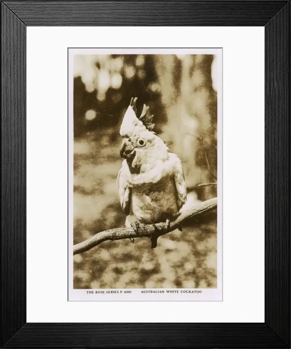 Framed Print : Australian white cockatoo Framed Print : Australian white cockatoo