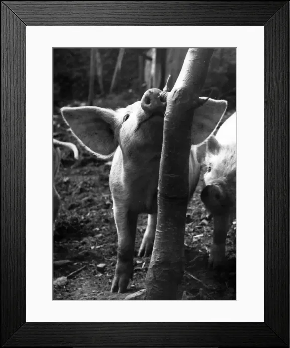 Framed Print : Two piglets in a wooded area Framed Print : Two piglets in a wooded area