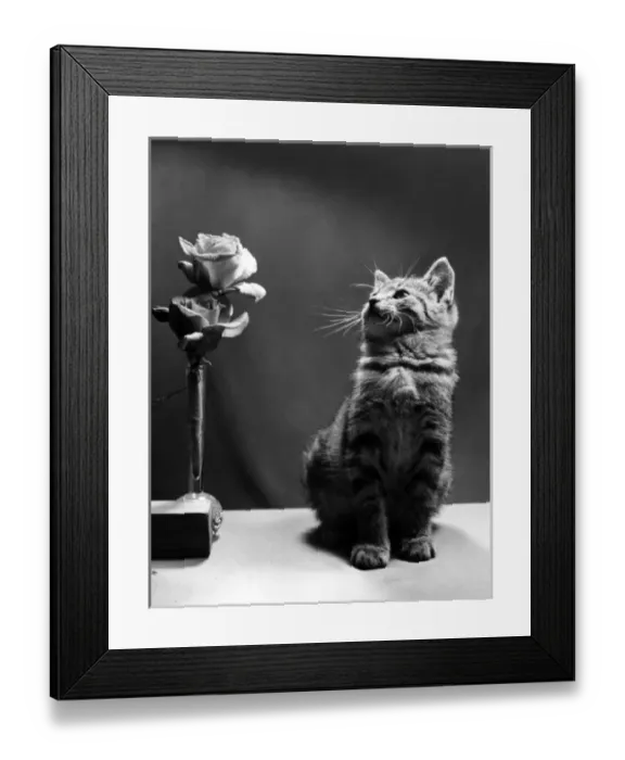 Framed Print : Cute tabby kitten looking at a vase of roses Framed Print : Cute tabby kitten looking at a vase of roses