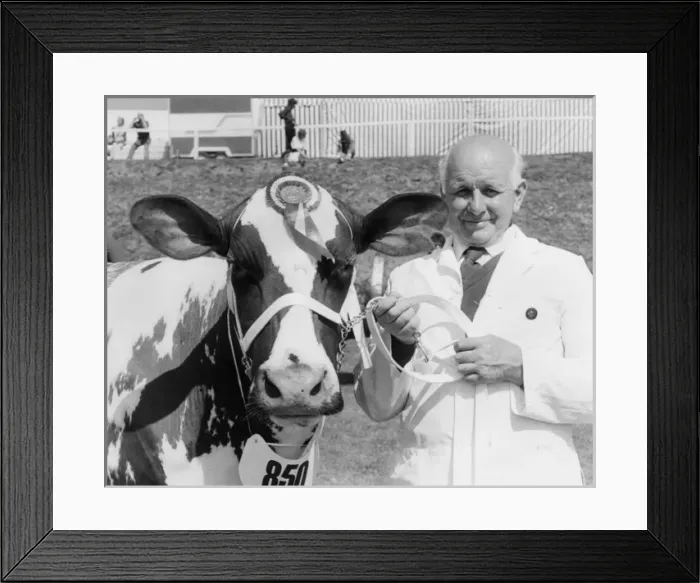 Framed Print : Champion cow at the Royal Cornwall Show Framed Print : Champion cow at the Royal Cornwall Show
