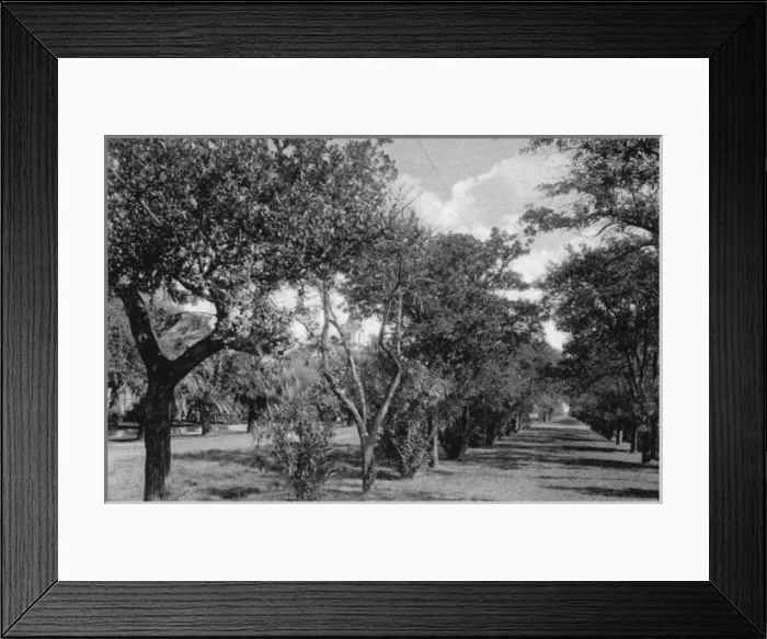 Framed Print : Esplanade on East Broadway, Galveston, Texas, USA Framed Print : Esplanade on East Broadway, Galveston, Texas, USA