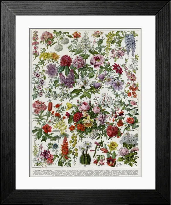 Framed Print : Flowering shrubs Framed Print : Flowering shrubs