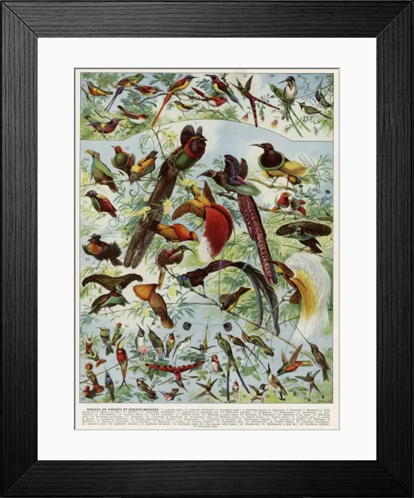 Framed Print : Oiseaux - birds Framed Print : Oiseaux - birds