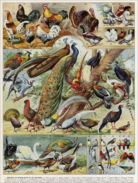 Oiseaux - birds