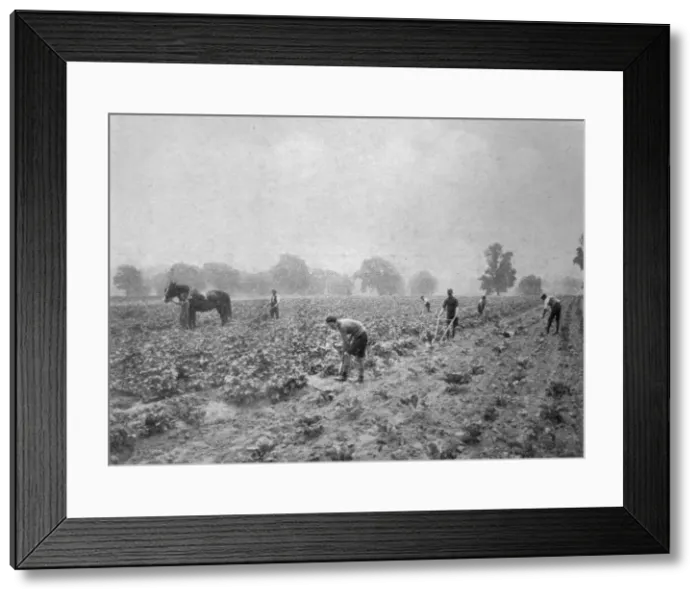 Framed Print : Mayford School, Woking - Agricultural Training Framed Print : Mayford School, Woking - Agricultural Training