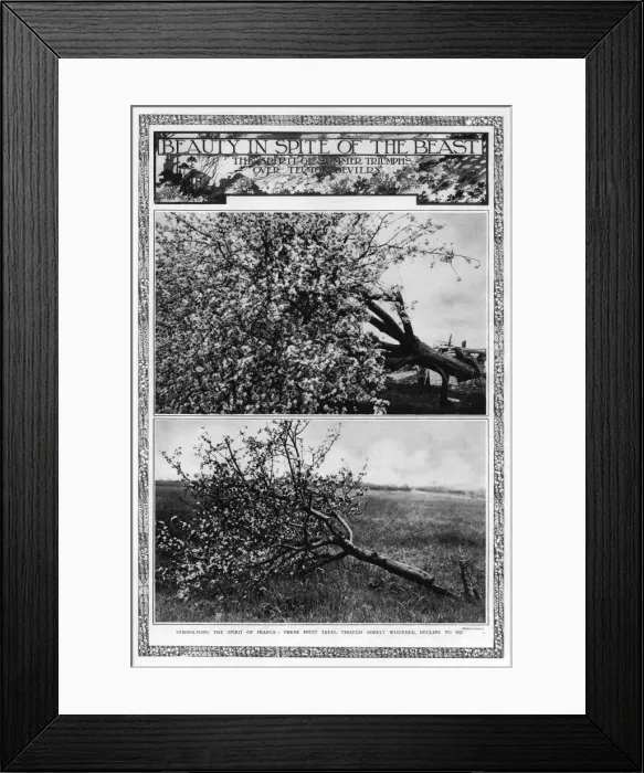 Framed Print : Beauty in spite of the beast: blossoming fruit trees, 1917 Framed Print : Beauty in spite of the beast: blossoming fruit trees, 1917