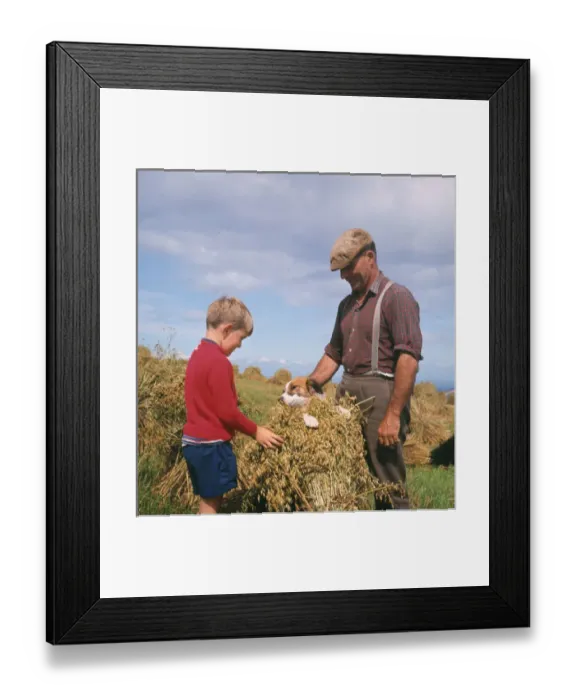 Framed Print : Stooking oats, Exmoor, near Porlock, Somerset Framed Print : Stooking oats, Exmoor, near Porlock, Somerset