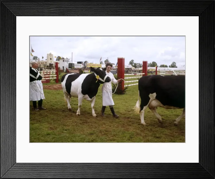 Framed Print : Display of cattle at annual County Show, Devon Framed Print : Display of cattle at annual County Show, Devon