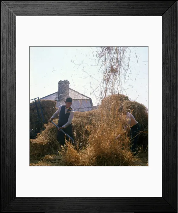 Framed Print : Elderly farmhand at harvest time Framed Print : Elderly farmhand at harvest time
