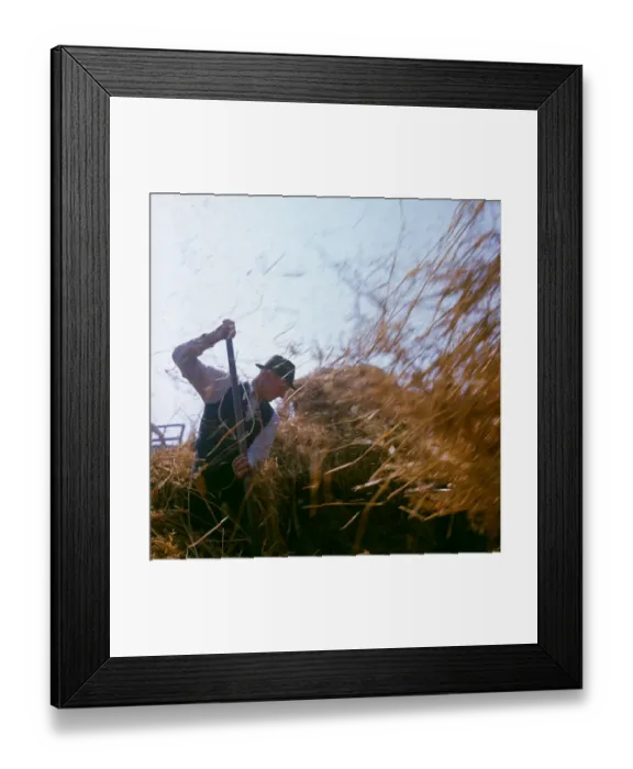 Framed Print : Elderly farmhand at harvest time Framed Print : Elderly farmhand at harvest time