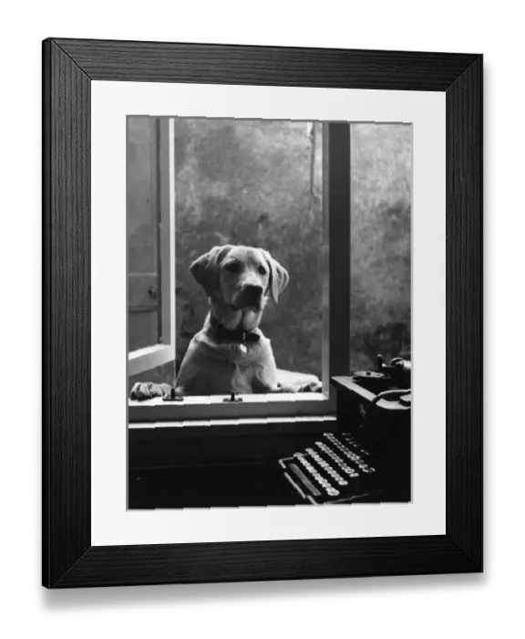 Framed Print : Labrador dog at window, with typewriter, Crediton, Devon Framed Print : Labrador dog at window, with typewriter, Crediton, Devon