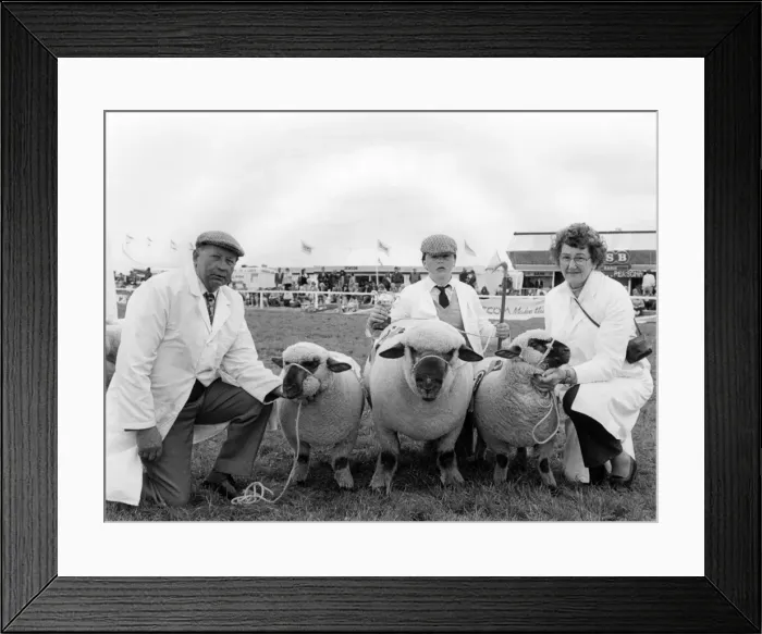 Framed Print : Championship sheep at the Royal Cornwall Show Framed Print : Championship sheep at the Royal Cornwall Show