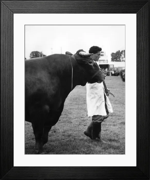 Framed Print : Devon bull at the Devon County Show Framed Print : Devon bull at the Devon County Show