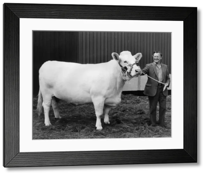 Framed Print : Champion heifer at the Royal Cornwall Show Framed Print : Champion heifer at the Royal Cornwall Show