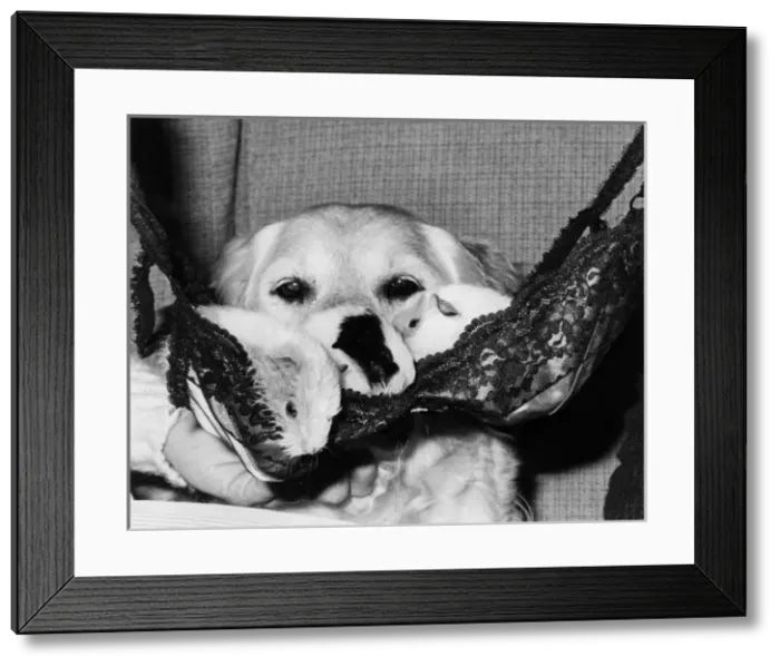 Framed Print : Labrador dog cuddling up to baby guinea pigs Framed Print : Labrador dog cuddling up to baby guinea pigs