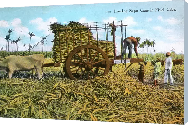 Loading sugar cane in a field, Cuba