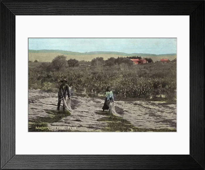 Framed Print : Maoris drying flax, New Zealand Framed Print : Maoris drying flax, New Zealand