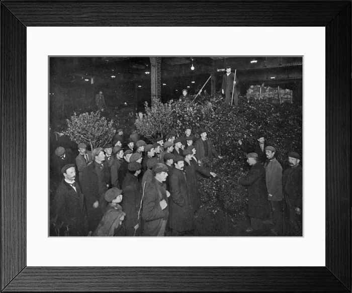Framed Print : Holly for sale in Covent Garden Framed Print : Holly for sale in Covent Garden