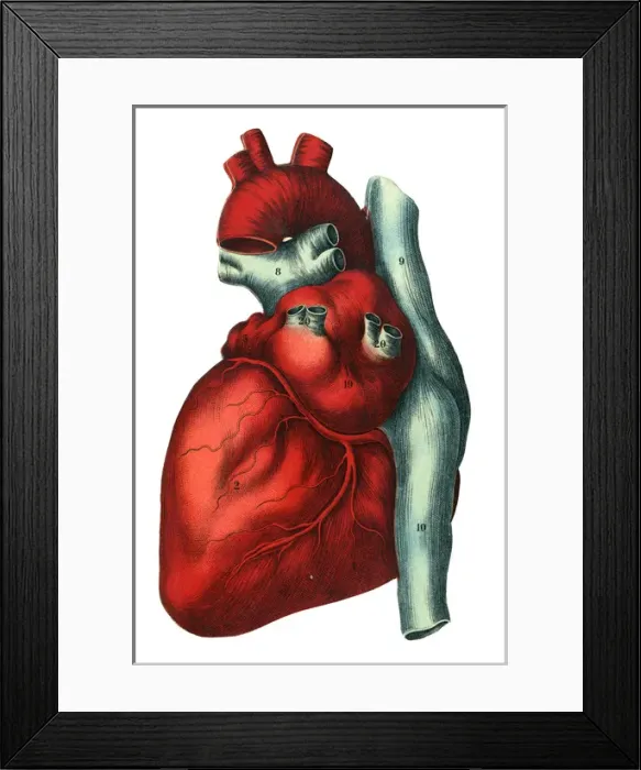 Framed Print : Human heart Framed Print : Human heart