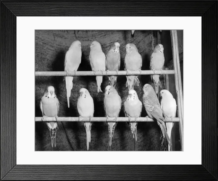 Framed Print : Eleven budgerigars on two perches Framed Print : Eleven budgerigars on two perches