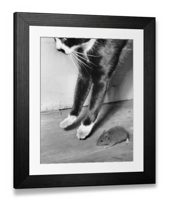 Framed Print : Cat and mouse Framed Print : Cat and mouse