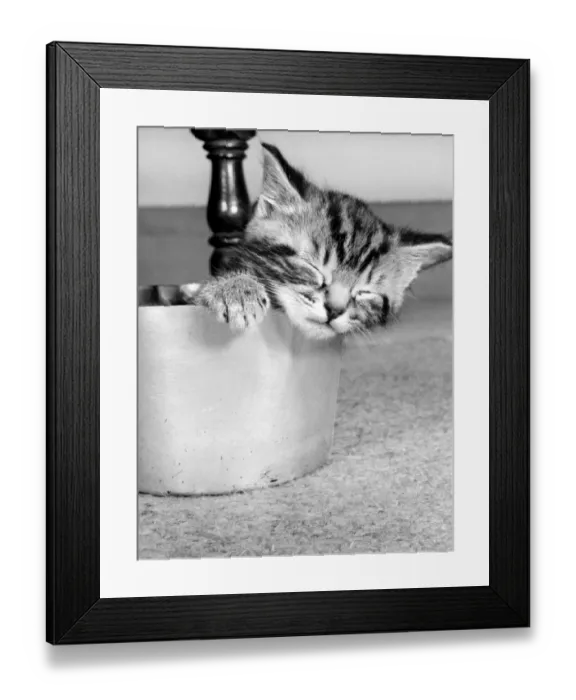 Framed Print : Tabby kitten in a saucepan Framed Print : Tabby kitten in a saucepan