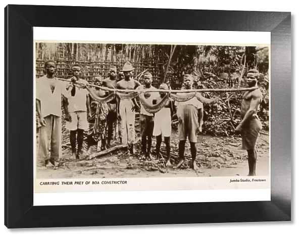 Villagers in Sierra Leone with a captured Boa Constrictor