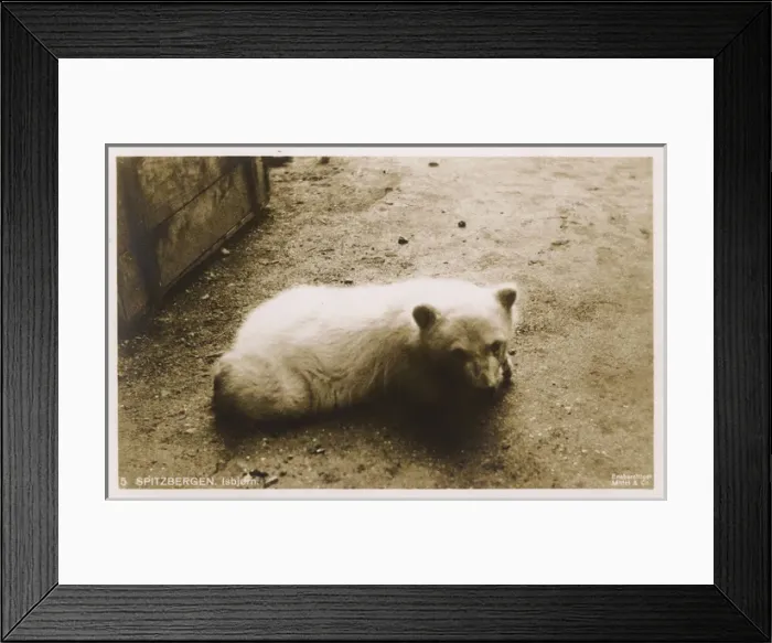 Framed Print : Young Polar Bear - Spitzbergen, Norway Framed Print : Young Polar Bear - Spitzbergen, Norway